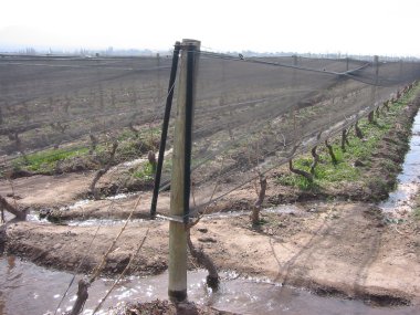 Hail protection at Fabre Montmayou vineyard